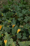 Field pumpkin